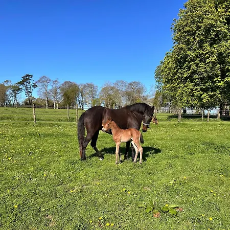 Du Haras De Vaugoubert Feriehus *
