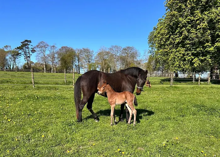 Du Haras De Vaugoubert Hébergement de vacances *